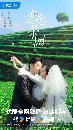 dvd «չ 2024 Love in the Tea Garden (2024) ѡԴǹ 3 dvd- ** Ѻ